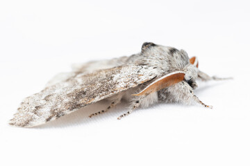 Calliteara pudibunda, the pale tussock, is a moth of the family Erebidae.