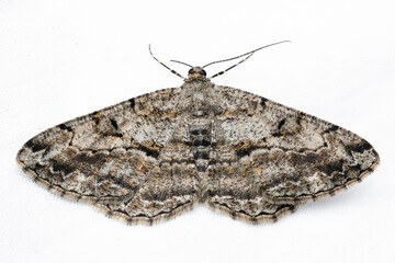 Willow beauty. The willow beauty (Peribatodes rhomboidaria) is a moth of the family Geometridae.