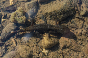 Alpine newt. The alpine newt (Ichthyosaura alpestris)