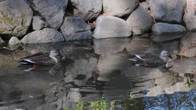 swimming_duck_003