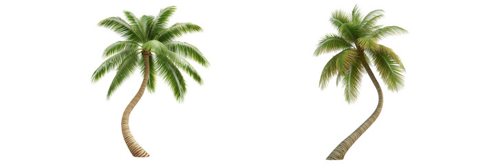 Curved palm trees on a transparent background nature scene isolated view
