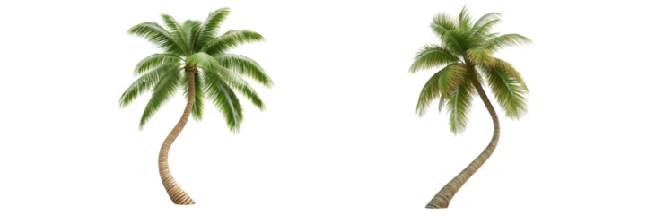 Curved palm trees on a transparent background nature scene isolated view