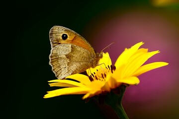 Schmetterling im Frühling © Ralph Wodtke