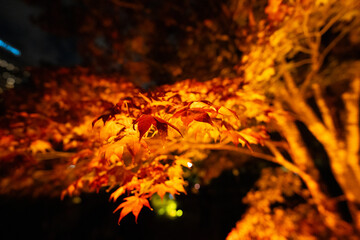 ライトアップされた紅葉
