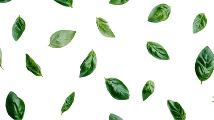 A still life of basil leaves isolated on a white background