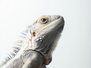 Fototapeta premium Iguana on white background, Close-up iguana, Iguana isolated, Iguana studio shot, Reptile on white background, Iguana animal portrait, Exotic animal on white, Green iguana photo, Tropical reptile clos