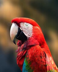 A beautiful macaw with bright red, green and blue colors makes it look even more beautiful and stunning, combined with the green natural background. 