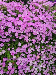 A lush display of blooming pink petunias covering the green foliage beneath.