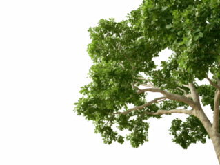 A tree with green leaves is shown against a white background. The tree is tall and has a lot of branches. The leaves are large and spread out, giving the tree a full and lush appearance