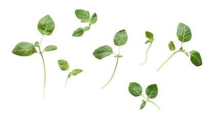 A still life of basil leaves isolated on a white background