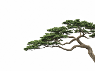 A large tree with green leaves is shown against a white background. The tree is tall and has a long trunk, with branches extending outwards. Concept of tranquility and natural beauty