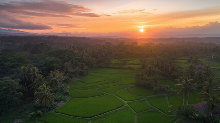 Fototapeta premium A scenic aerial view of rice terraces at sunrise