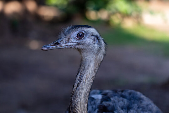 Close up head shot of Emu.