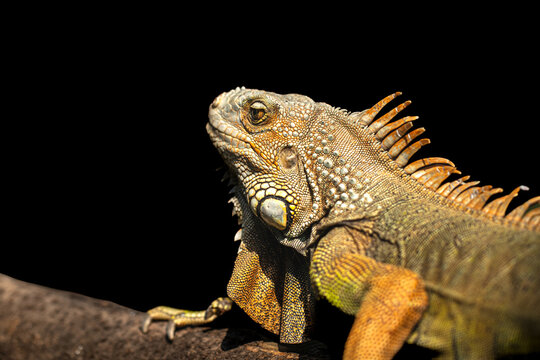 Iguana macro shot on black background