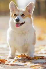 Beautiful Corgi Dog Posing Outdoors