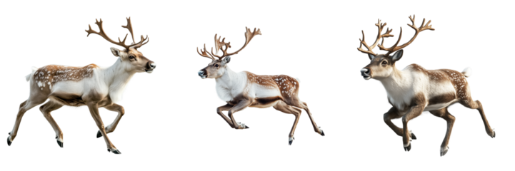  Set of a reindeer running , isolated on transparent background.