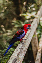 Crimson Rosella in Lamington National Park, QLD, Australia