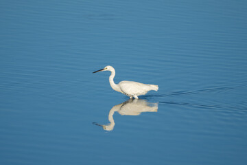 white egret hunting in water