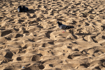 A lone pigeon strolls along the beach, with no other people or animals in sight. The sand is dry, creating a calm and serene atmosphere.