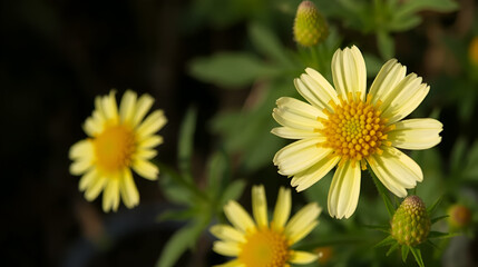 Helychrysum