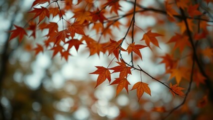 Transitory beauty of autumn leaves symbolizes ever-changing seasons and relentless passage of time