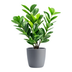 Indoor plant decoration home photography natural close-up