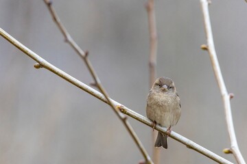 A House Sparrow (Passer domesticus) perched on a thin branch. Its small size and neutral colors blend in with the soft background, offering a peaceful scene