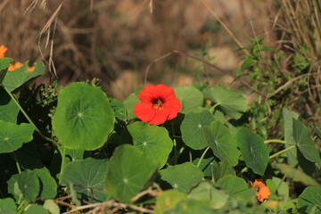 Obraz premium red poppy in the field