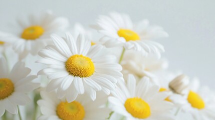 Obraz premium Fresh daisies in soft light, vibrant white petals with yellow centers, ideal for spring themes, enhancing floral designs.