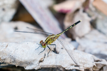 A Colorful Dragonfly Specimen, Likely a Female Skimmer or Darter, Displaying its Characteristic...