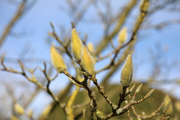 Macro image of Magnolia buds in early Spring, Nottinghamshire England

