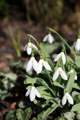 Sunlit Snowdrop flowers, Nottinghamshire England
