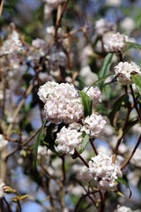 Sunlit Winter Daphne blooms, Nottinghamshire England
