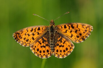 Boloria dia
