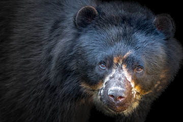 Close-up of a black bear's face with detailed fur texture and focused expression in a natural...
