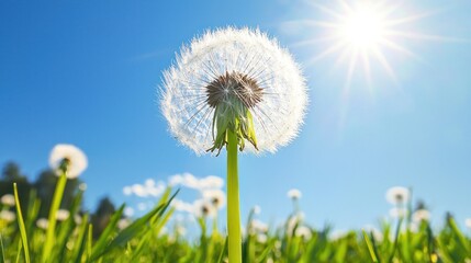 Sunny Dandelion Field: A Breath of Fresh Air