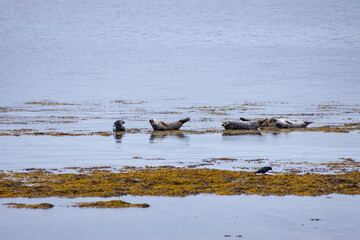 Along the rugged Scottish coast, a group of seals lounges peacefully on the sandy shore, basking in the crisp sea breeze. Their sleek bodies rest undisturbed, blending with the wild, untamed beauty
