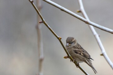 A House Sparrow (Passer domesticus) perches delicately on a thin branch, surrounded by soft bokeh...