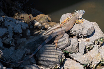 iguana perched on rocks along banderas bay and looking out onto water 
