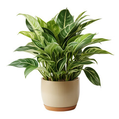 Green House Plant In Pot Isolated On White Background	