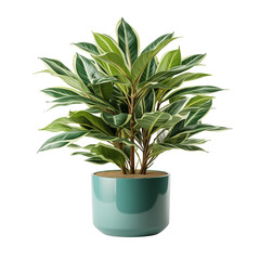 Green Plant Isolated On Transparent Background	