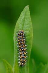 Melitaea didyma (bruco)