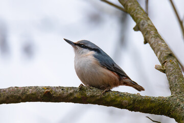 Nuthatch perched on a branch in a woodland setting