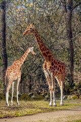 Two majestic giraffes standing together in a serene natural setting with lush greenery and a dirt path in the background