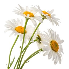Fototapeta premium daisy flowers