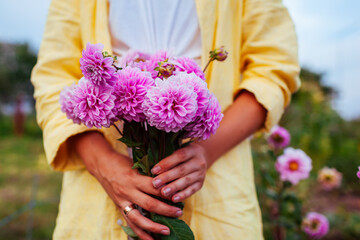 Gardener holding bouquet of pink dahlia blooms. Farmer picked fresh flowers in summer garden. Close up