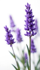 Naklejka premium Delicate purple lavender blooms, isolated White background , tranquil, relaxing, flowers