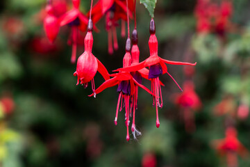 Dunrobin Castle, fairy-tale gem overlooking North Sea, offers breathtaking gardens, exquisite summer blooms. A masterpiece of elegance, lush landscapes meet historic charm, unfold on manicured lawns