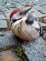 A great spotted woodpecker sits on the sidewalk in a city park.