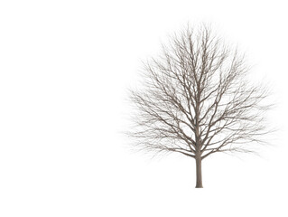 Fototapeta premium A tree with no leaves is standing in front of a white background. The tree is bare and has no leaves, giving it a desolate and lonely appearance